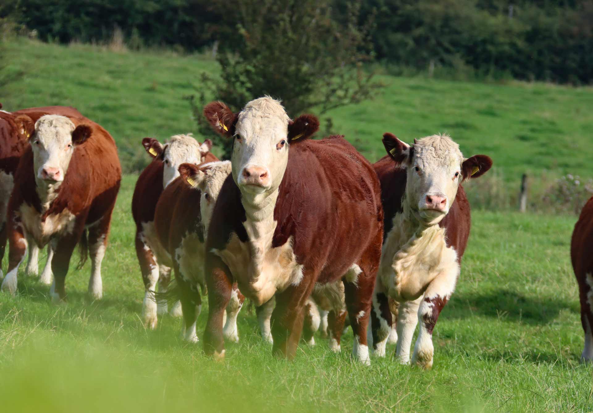 Irish Hereford Prime