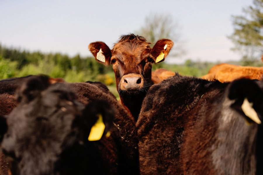 Heritage Herd | Irish Dexter Beef
